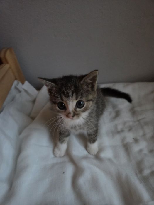 Kocięta do adopcji