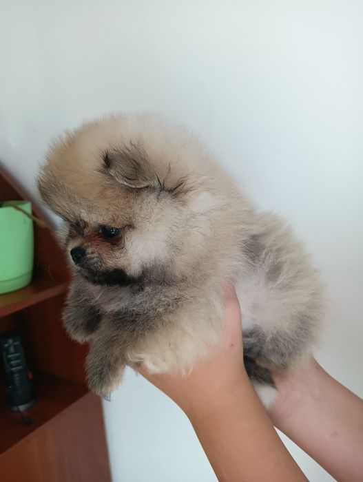 Szpic miniaturowy Pomeranian xxs suczka