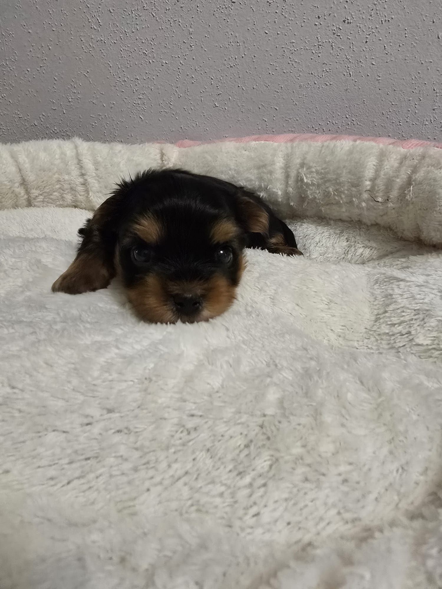 Yorkshire terrier