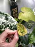 Philodendron micans variegata
