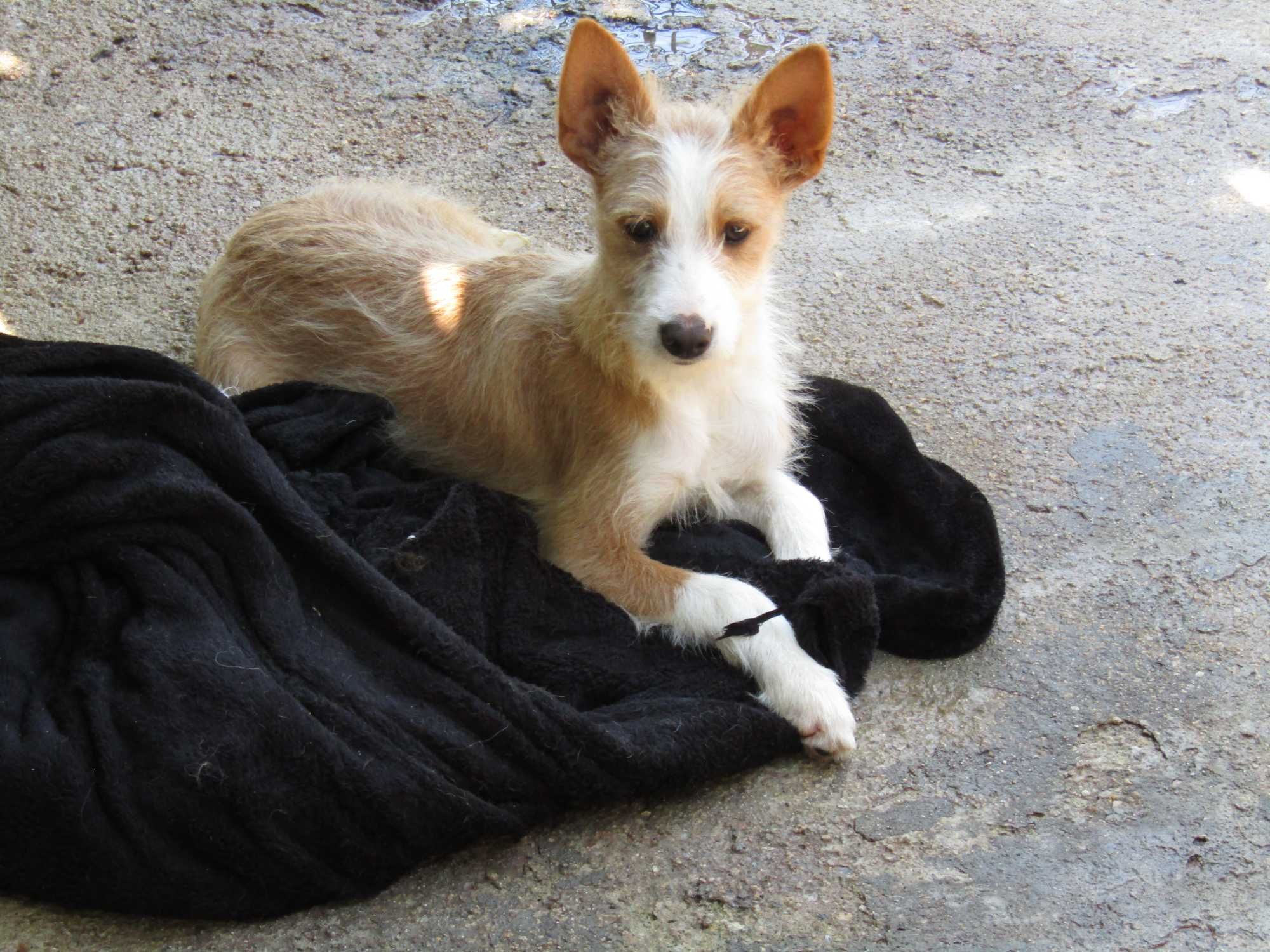 Macho Podengo médio cerdoso.