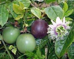 Sadzonka Marakuja Edulis " Passiflora Edulis"