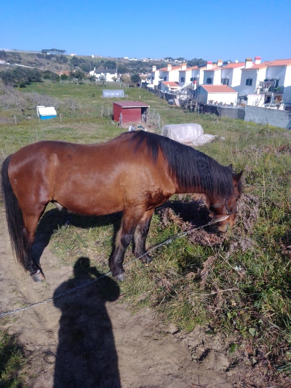 Cavalo Cruzado português