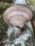 Białoporek brzozowy 100gram