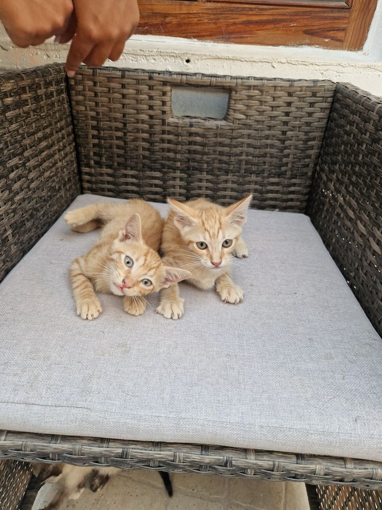 Gatos para adoçao