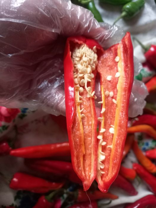 Перець гострий, насіння