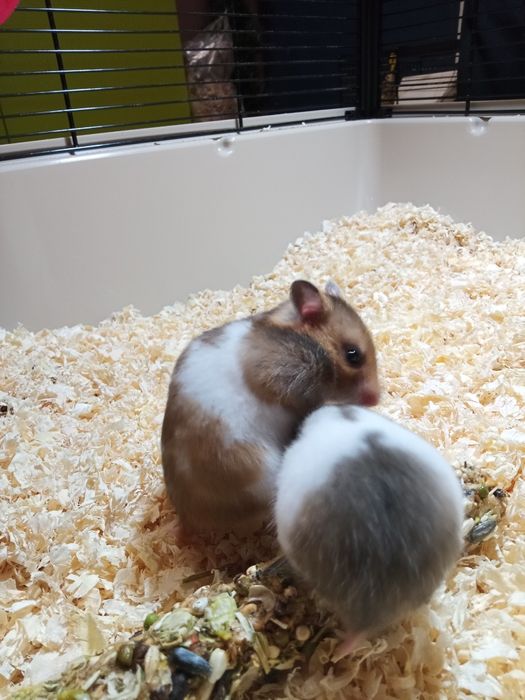 Młode chomiki syryjskie