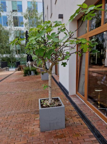 Продаж бетонних вазонів і лав