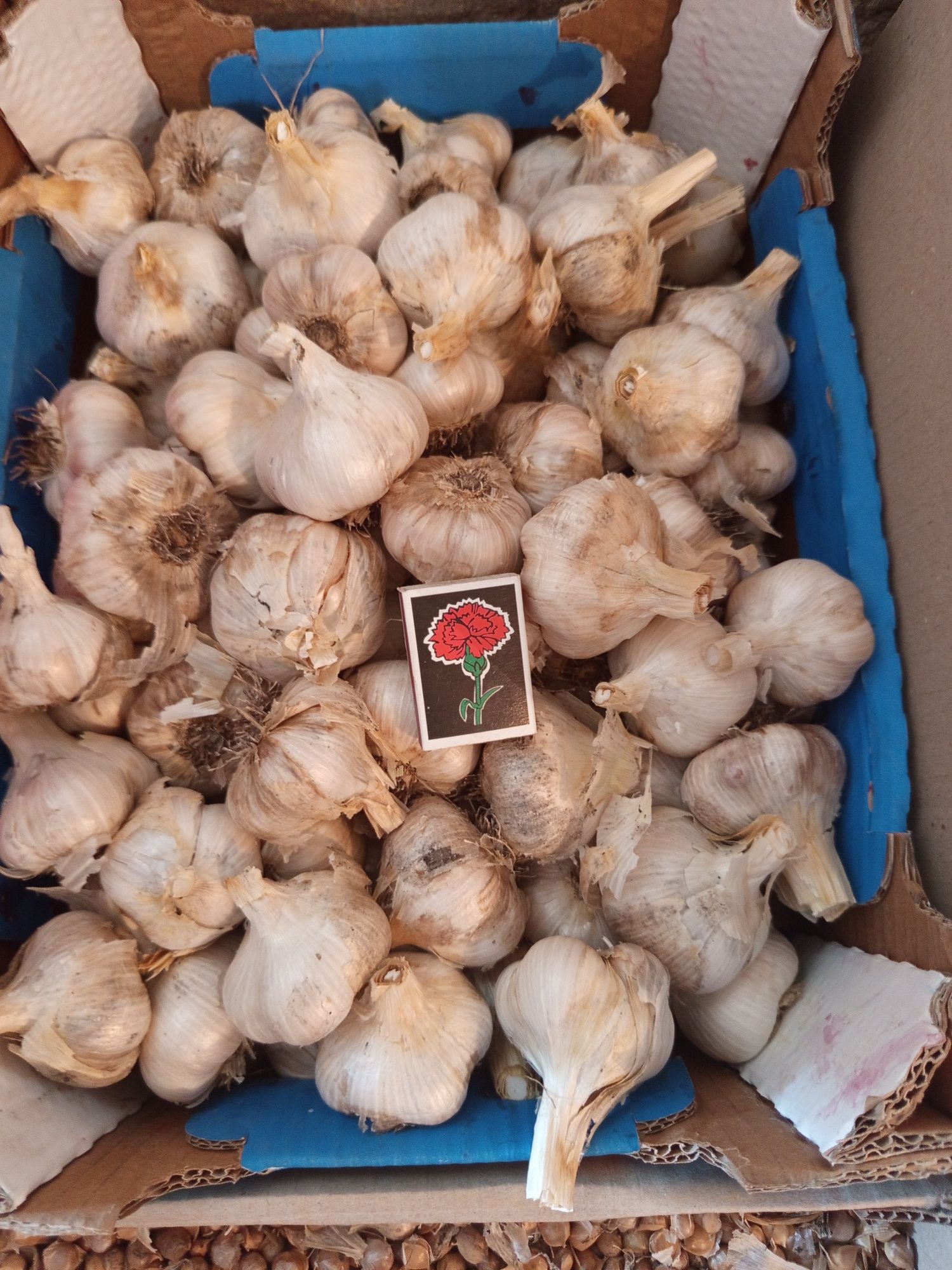 Продам часнок Роккамболь