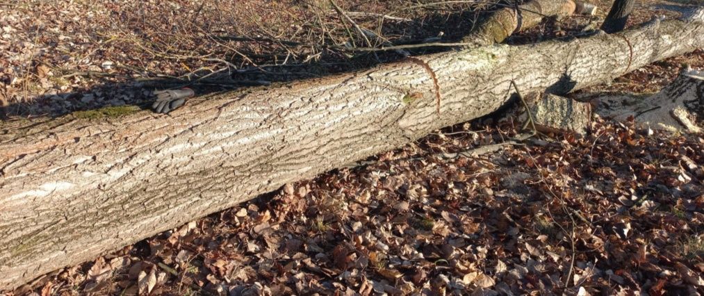 Topola kłoda 50cm srednicy opał