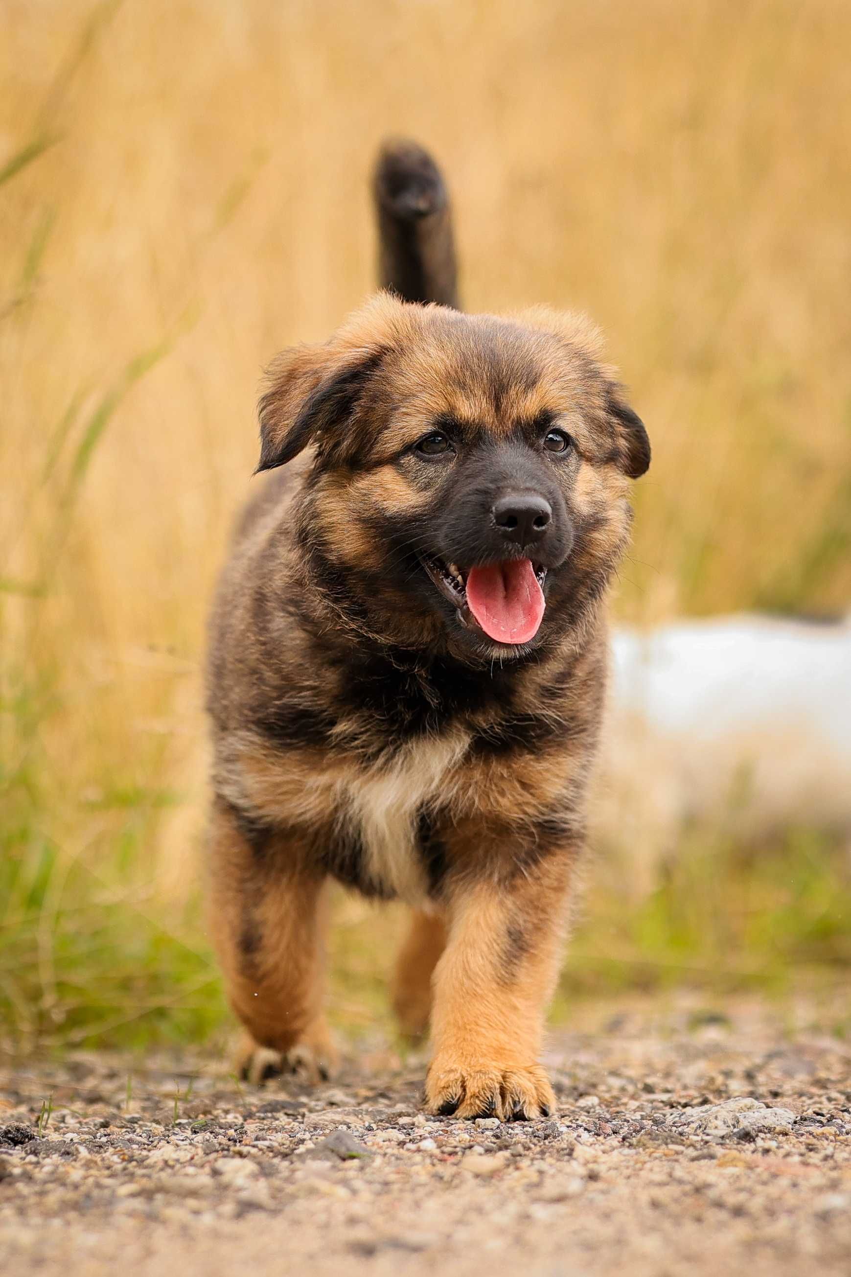Sahara , suczka , szczeniak do adopcji z fundacji