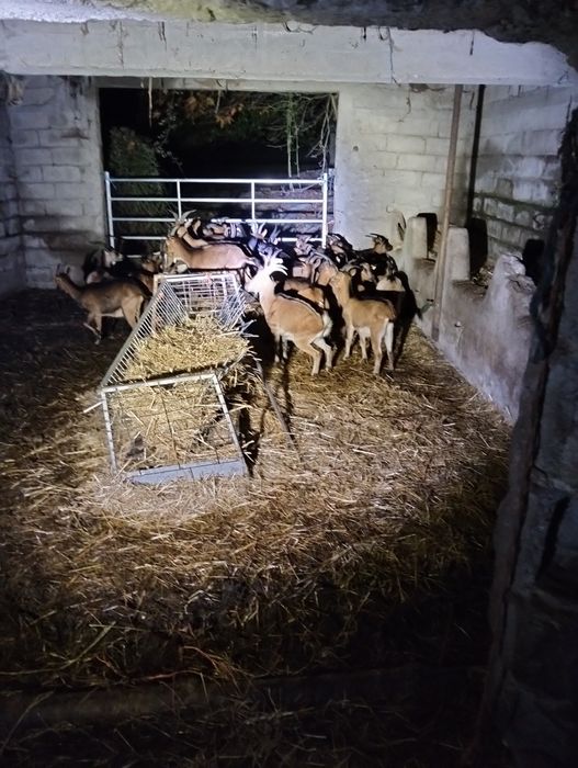 Venda de cabras mansas