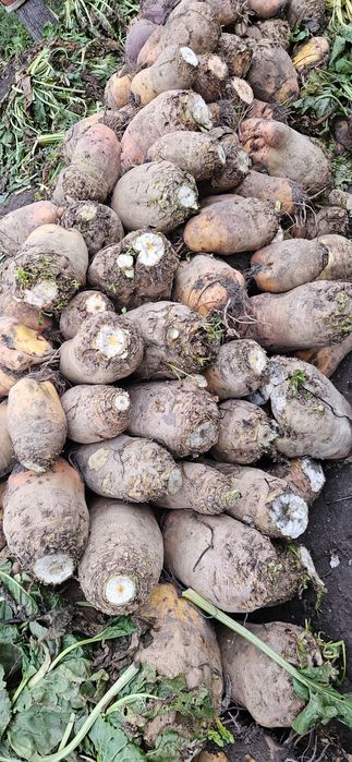 Sprzedam buraki pastewne