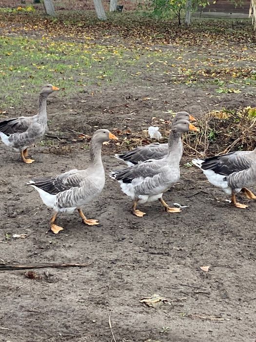 Гуска та гусак сімʼя на племʼя порода українська велика сіра
