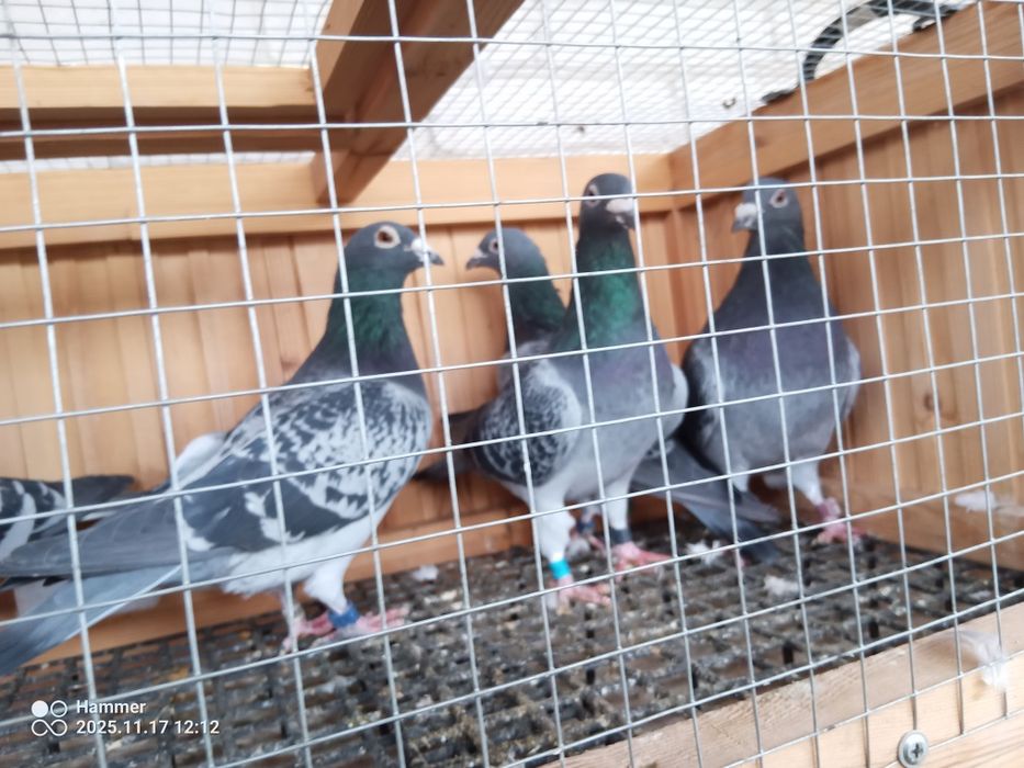 Sprzedam gołębie pocztowe zagraniczne Ro