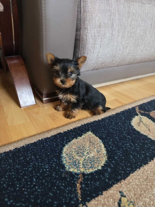 Yorkshire Terrier Polecam !