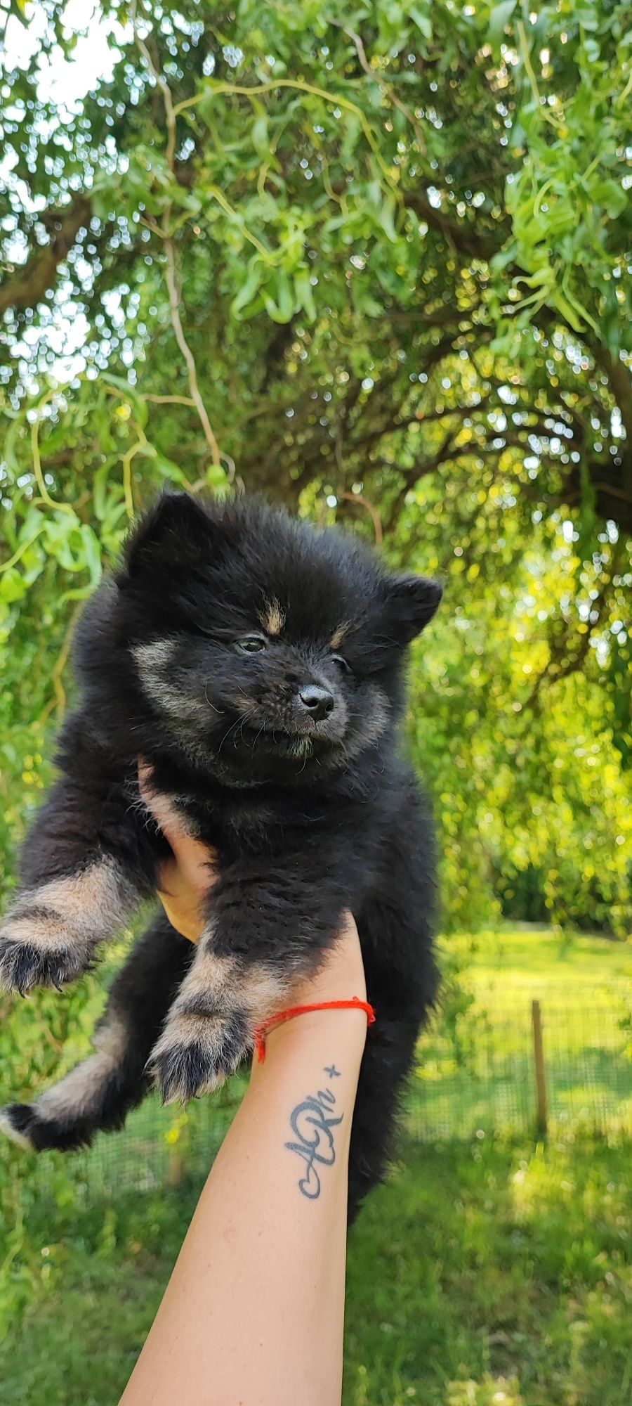 Szpic miniaturowy pomeranian