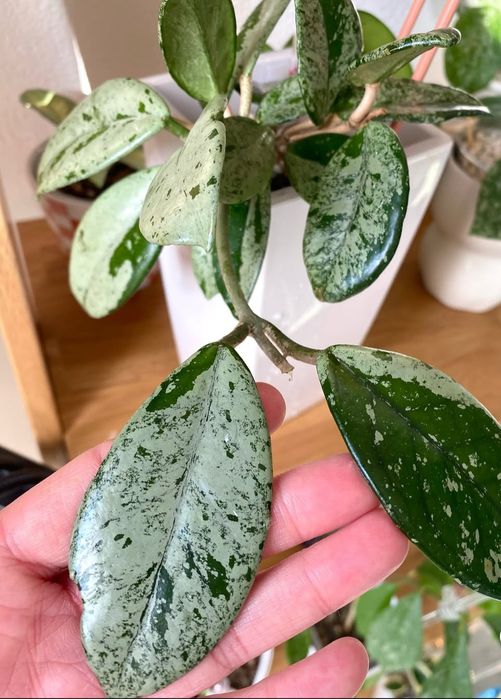 Hoya Wilbur Graves ukorzeniona rosnąca