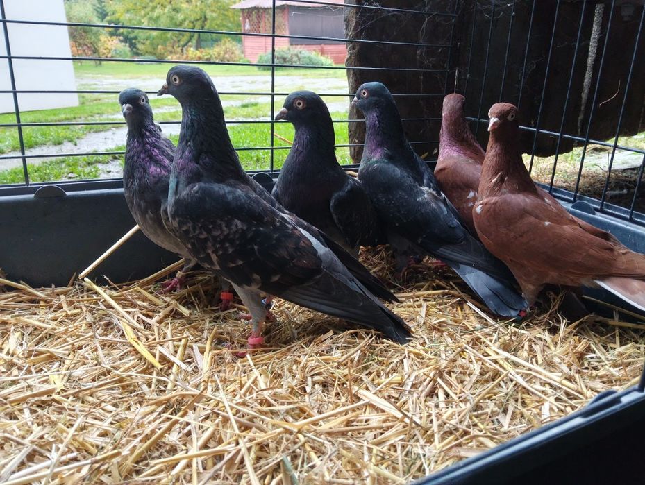 Gołębie ozdobne tiplery