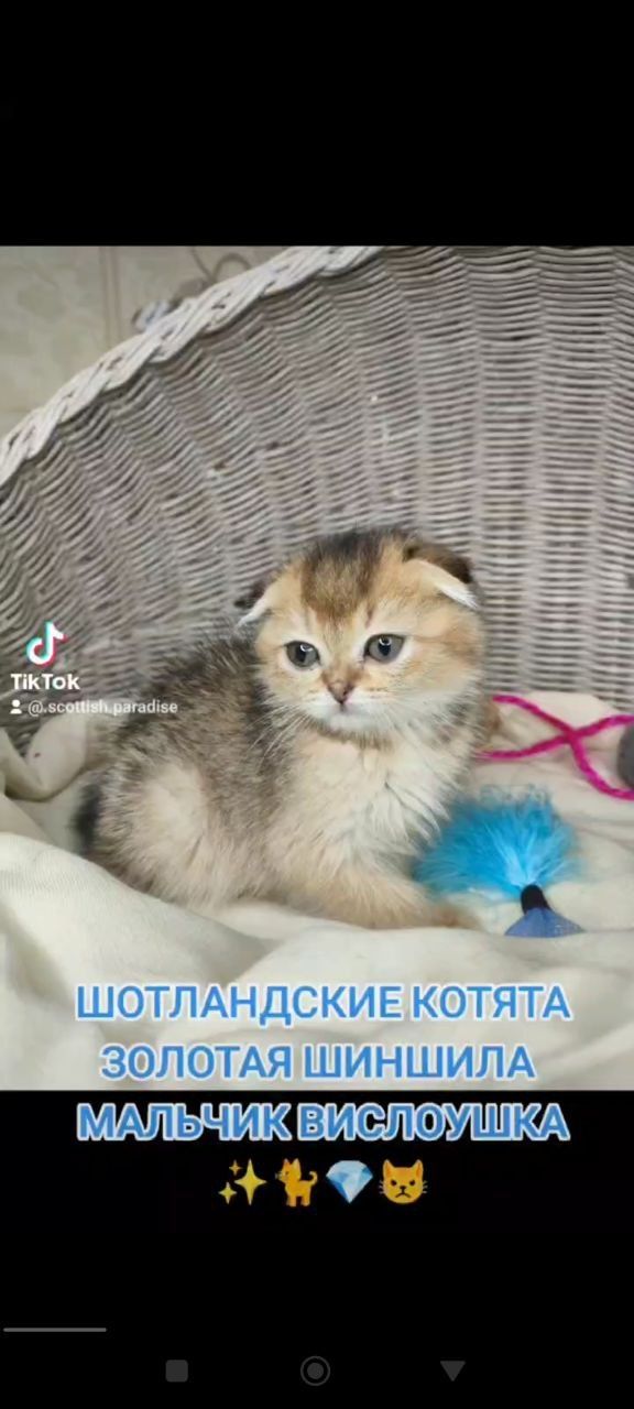 Продам Шотландських котяток