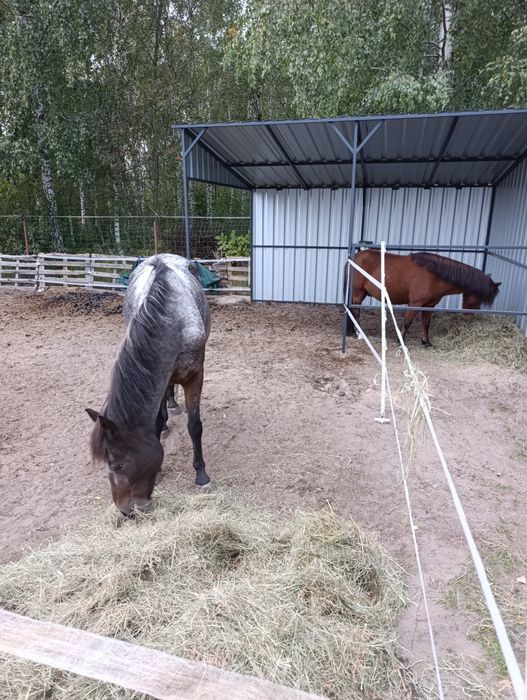 Obornik koński. Nawóz