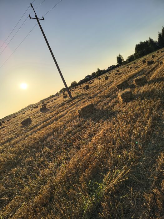 Słoma w kostkach, owsiana i inne rodzaje 2025