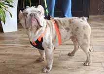 Macho Isabella merle francês bulldog