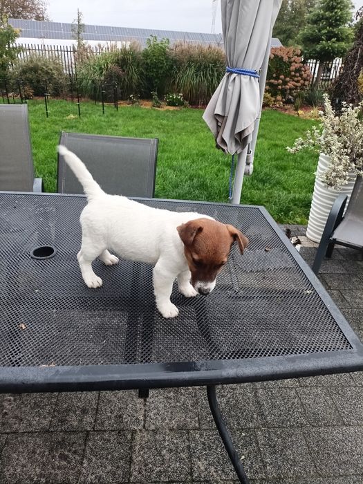 Jack Russell Terrier ZkwP FCI
