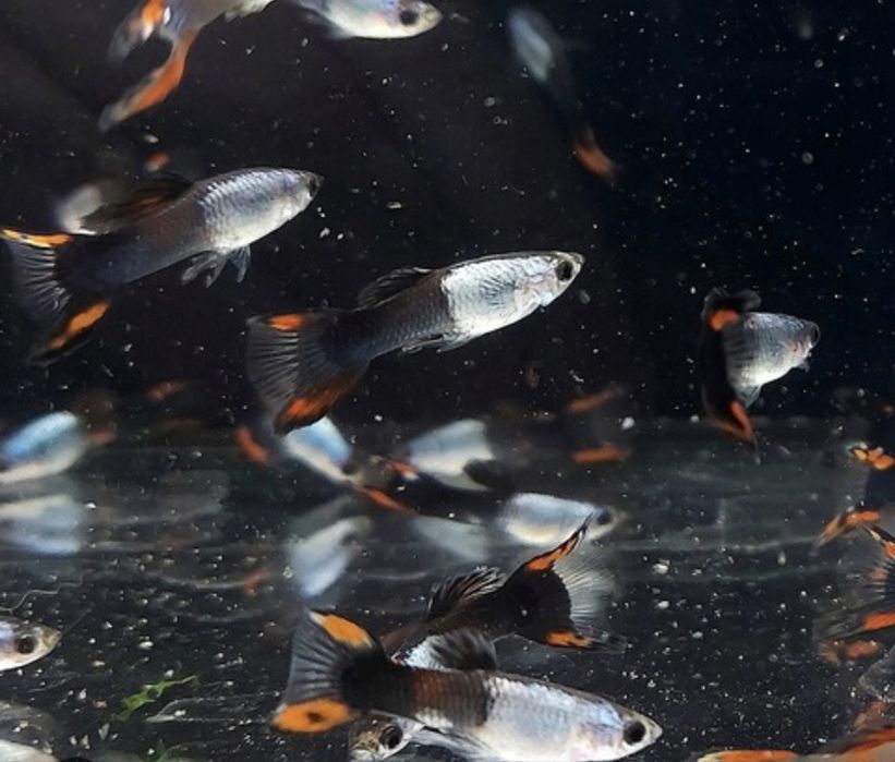 głupik endlera rybki