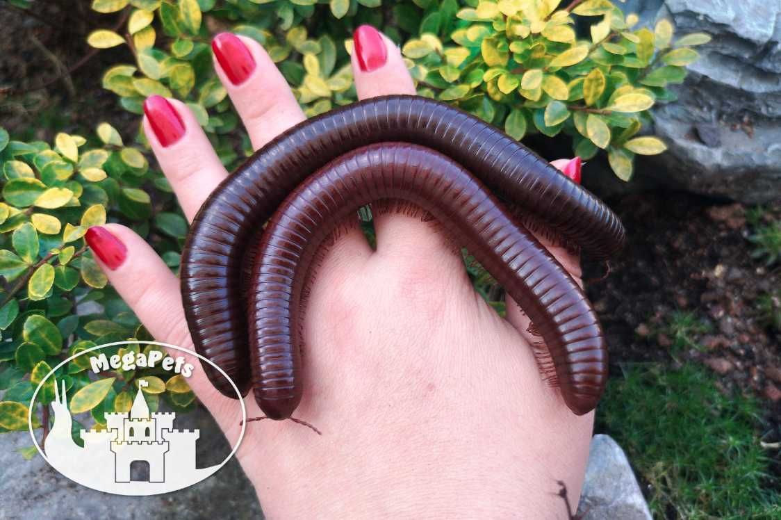 Olbrzymi Ophistreptus guineensis Krocionogi Wije Isopody Skoczogonki