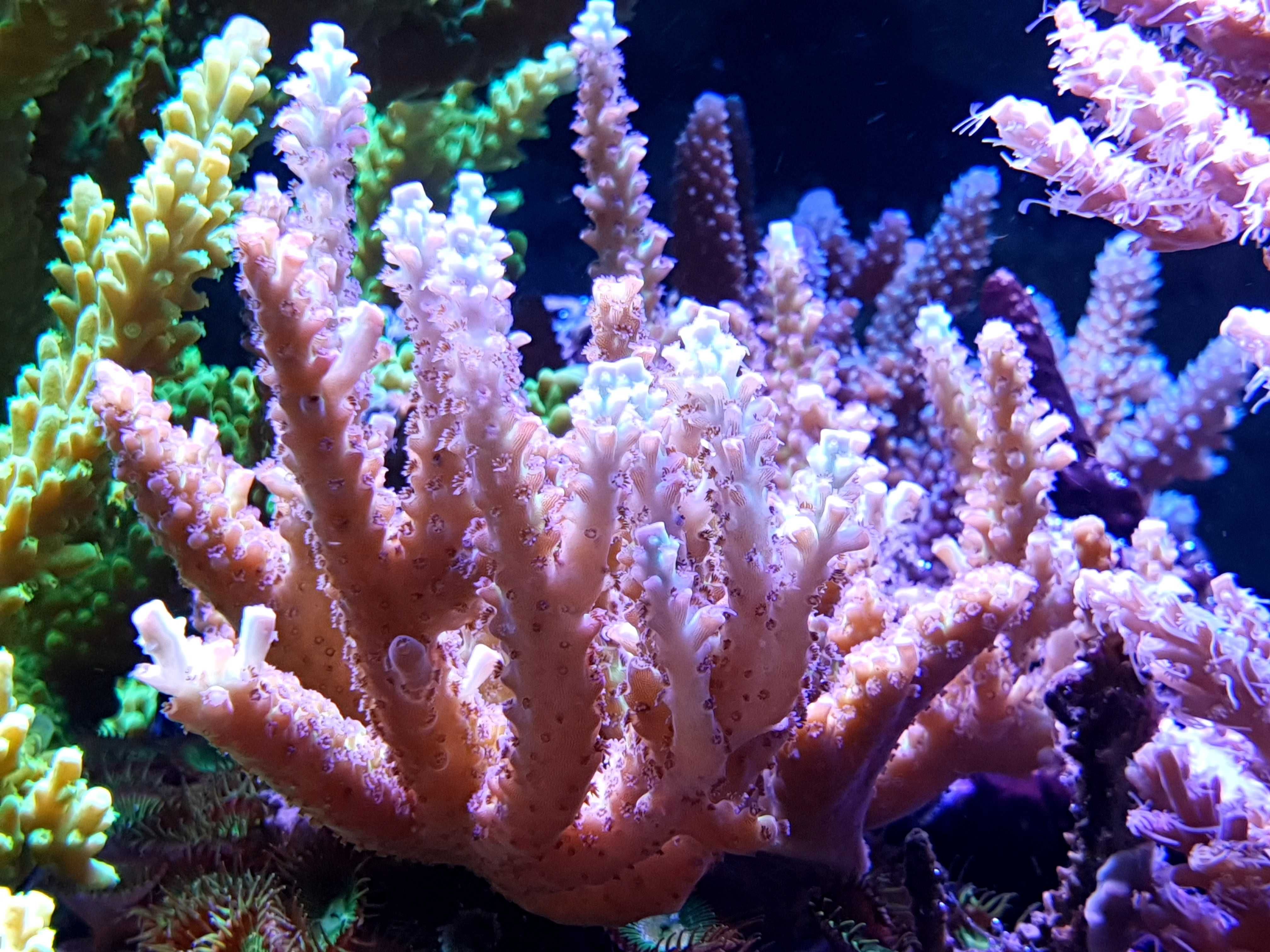 Acropora szczepki