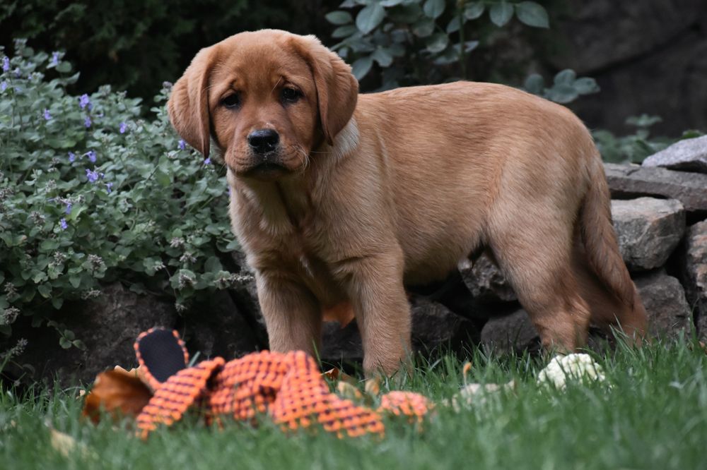 Хлопчик фоксред лабрадор