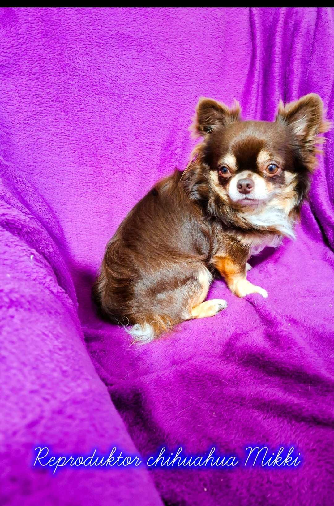 Czarno-podpalany długowłosy chihuahua samiec gotowy do odbioru/rodowód