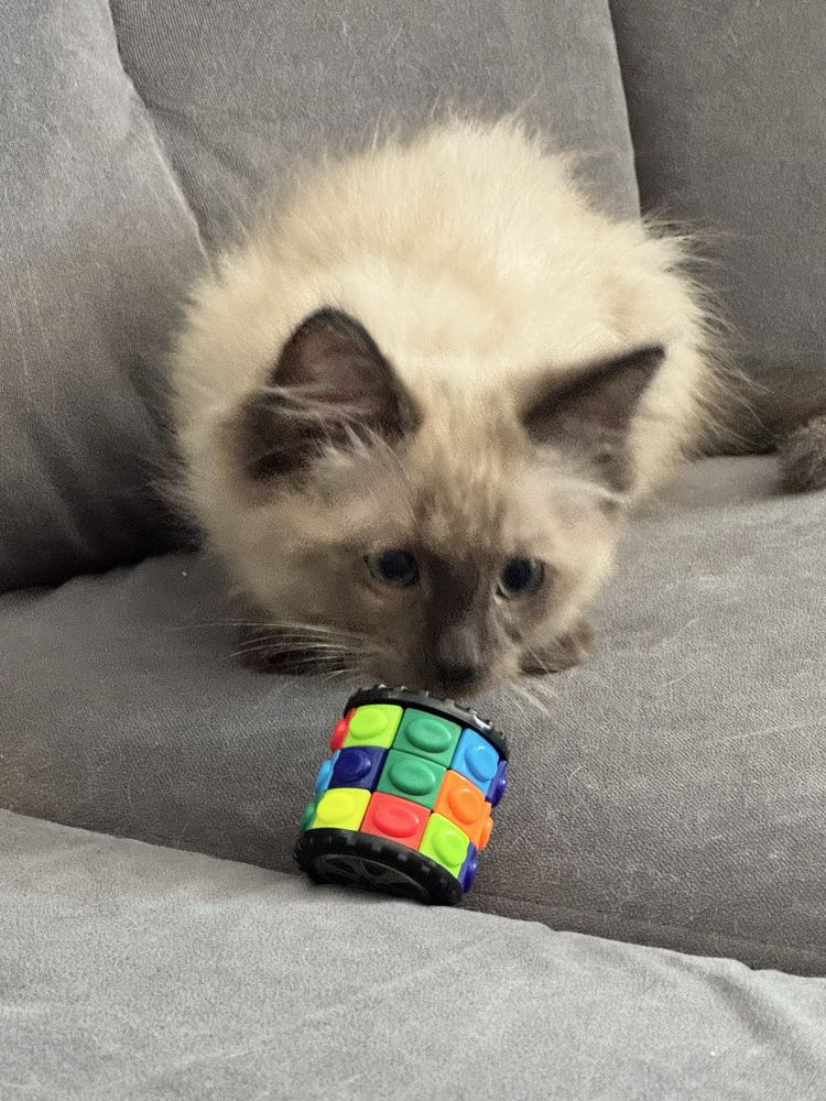 Ragdoll KOCUREK śliczny