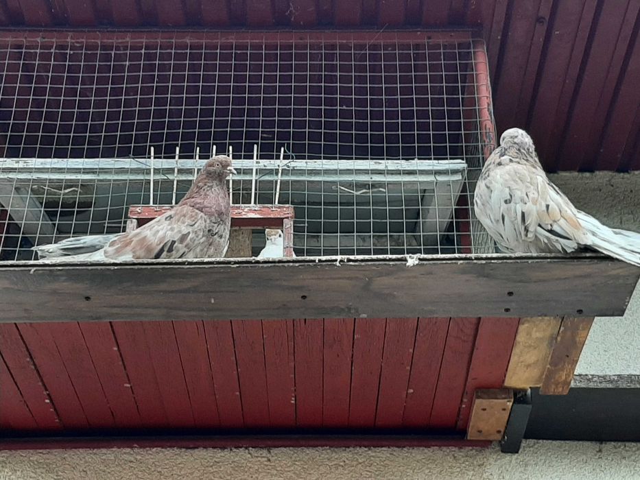 KOLOROWE Orliki Polskie