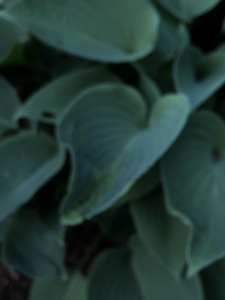 Funkia hosta zadoniczkowana