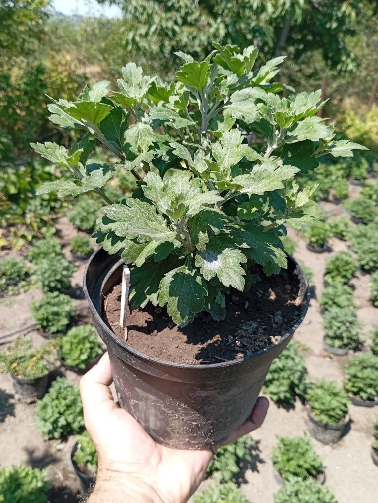 Продаю кущі хризантема мультифлора.