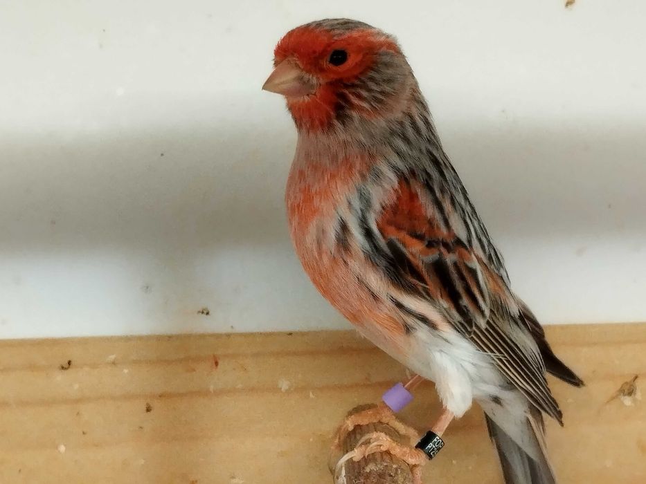 Canários Ágata  Vermelho Mosaico, Opala e Jaspe