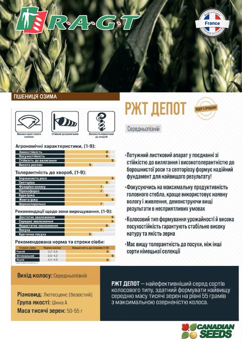 Насіння озимої пшениці Реформ, Депот, Тобак.