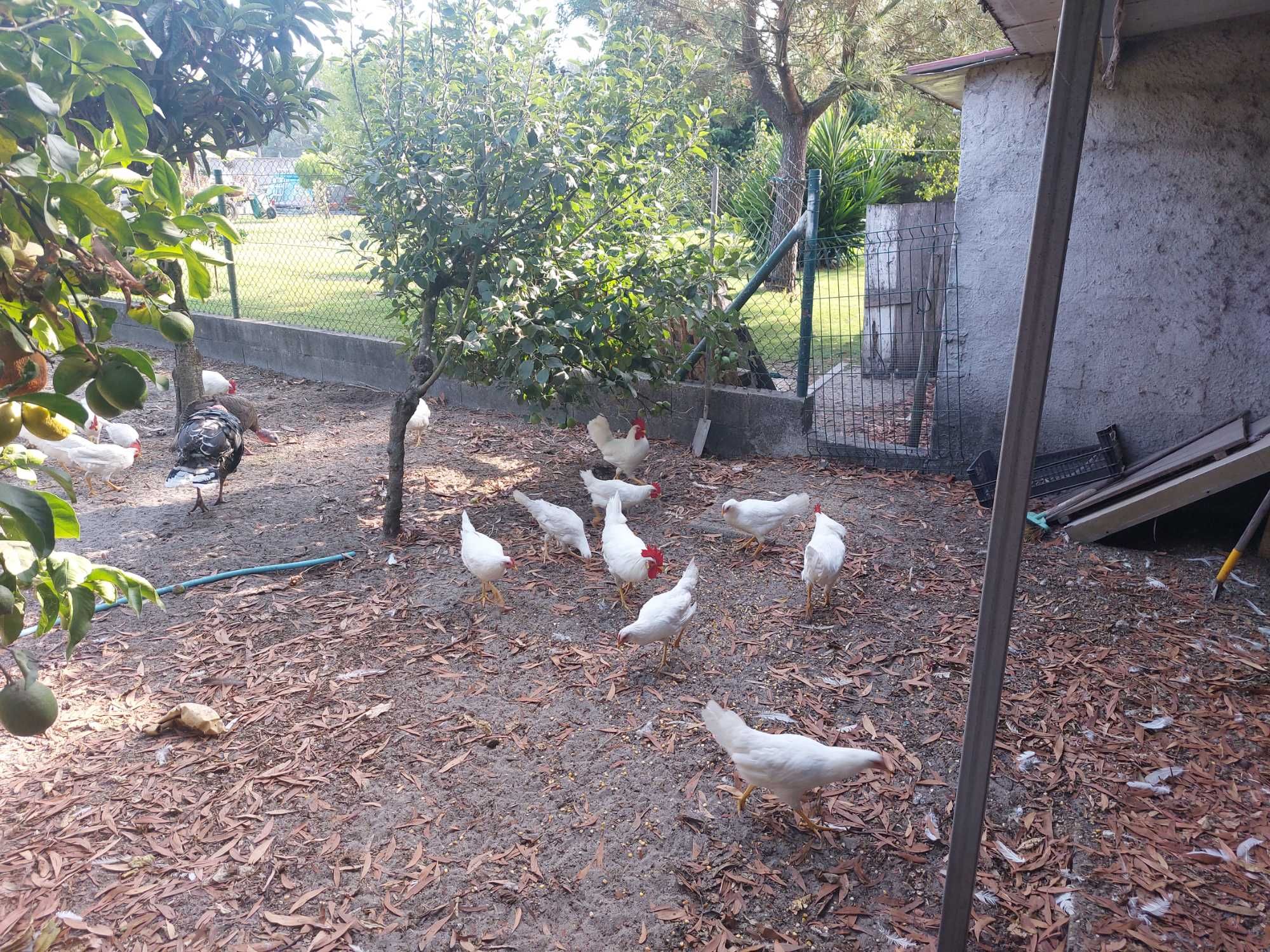 Casal galinhas leghorn