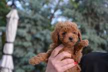 Piesek Maltipoo F1B Hodowla Centopia Warszawa