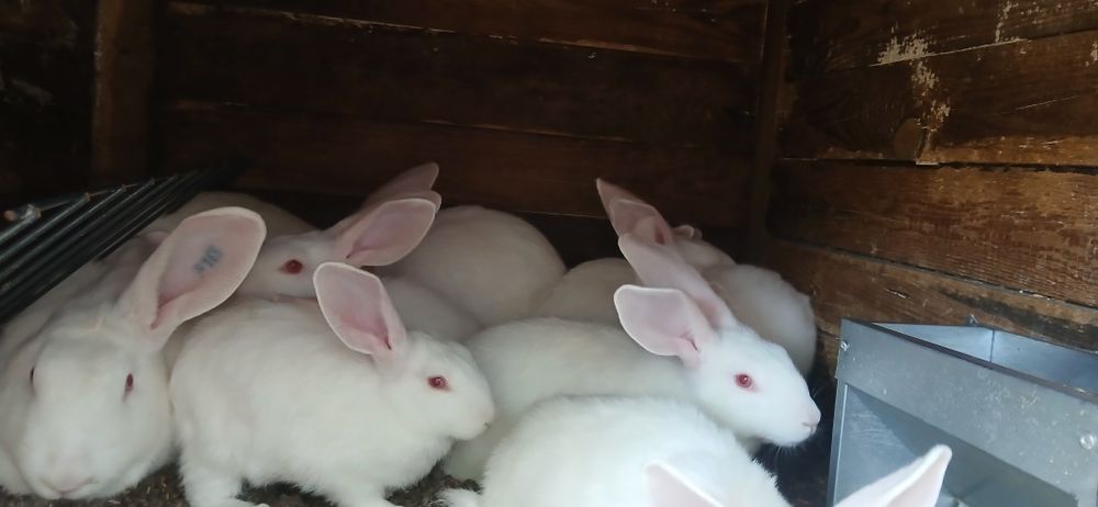 Króliki trrmondzkie czystej rasy