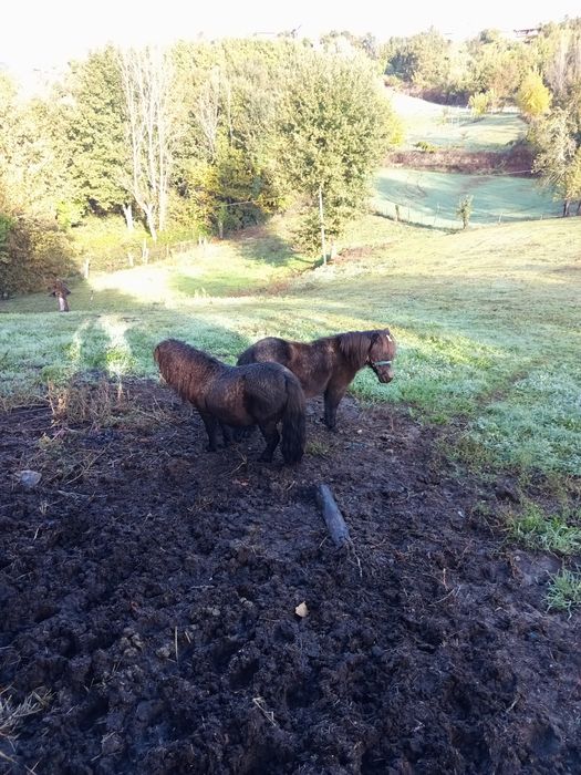 Um casal macho e fêmea