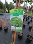 Klon globosum klony kulisty