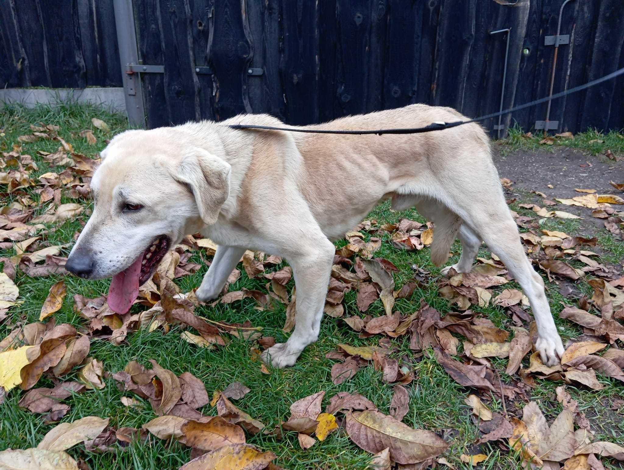 Ren - zagłodzony labrador z interwencji