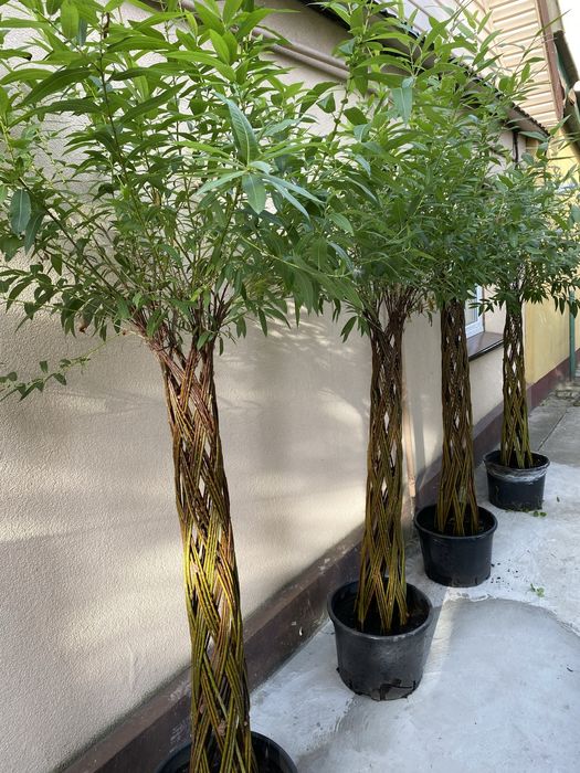 Верба плетена