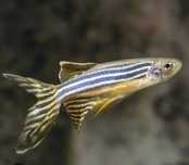 Danio  zebra véu
