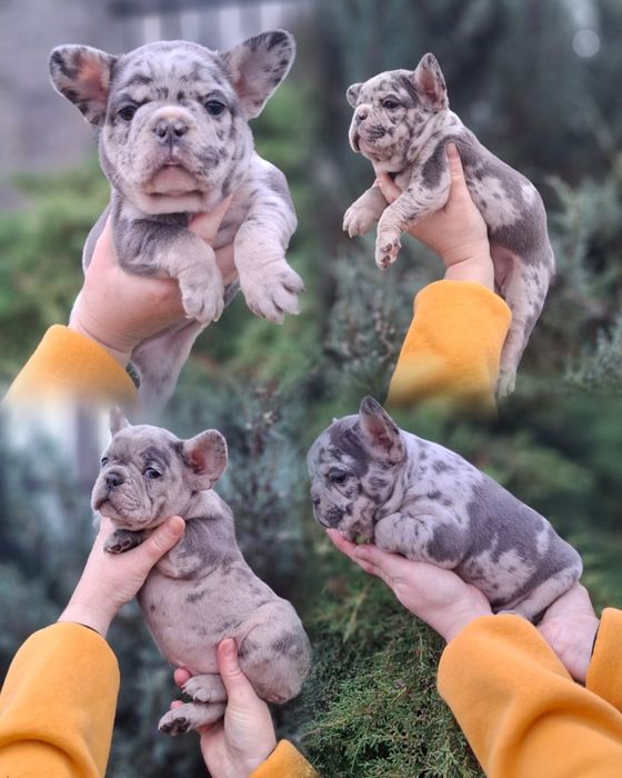 Бульдожки дівчатка і хлопчики!!