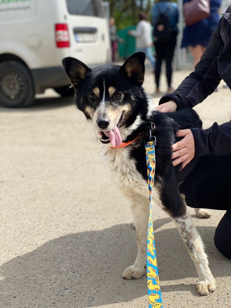 Shark mlody psiak do pilnej adopcji