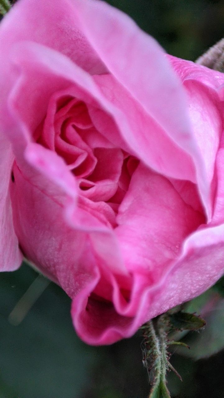 Чайна троянда Роза